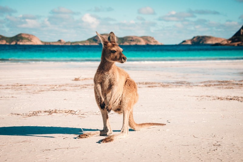 Beach Hopper