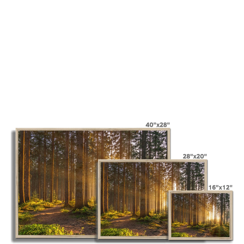 Ray Forest Framed Print