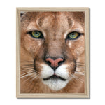 Piercing Catamount Framed Print