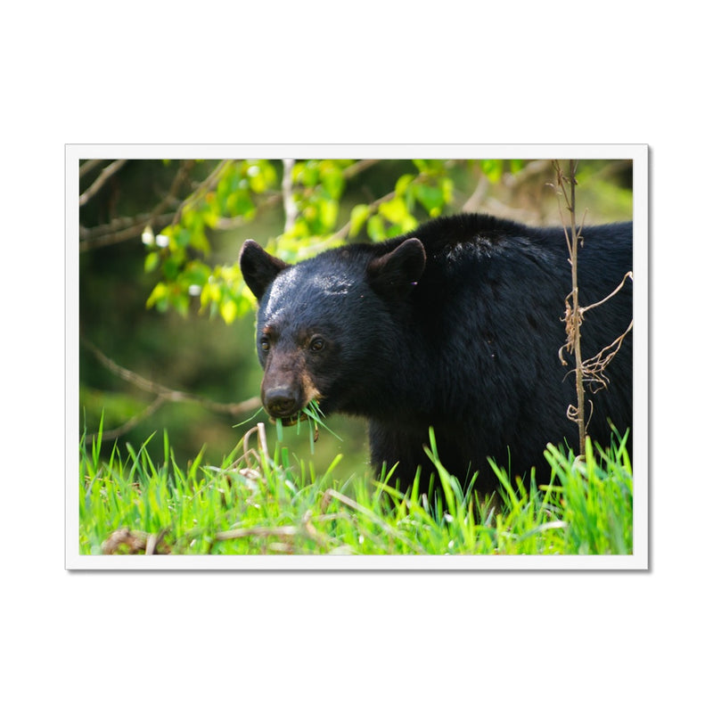 Spring Greens  Framed Print