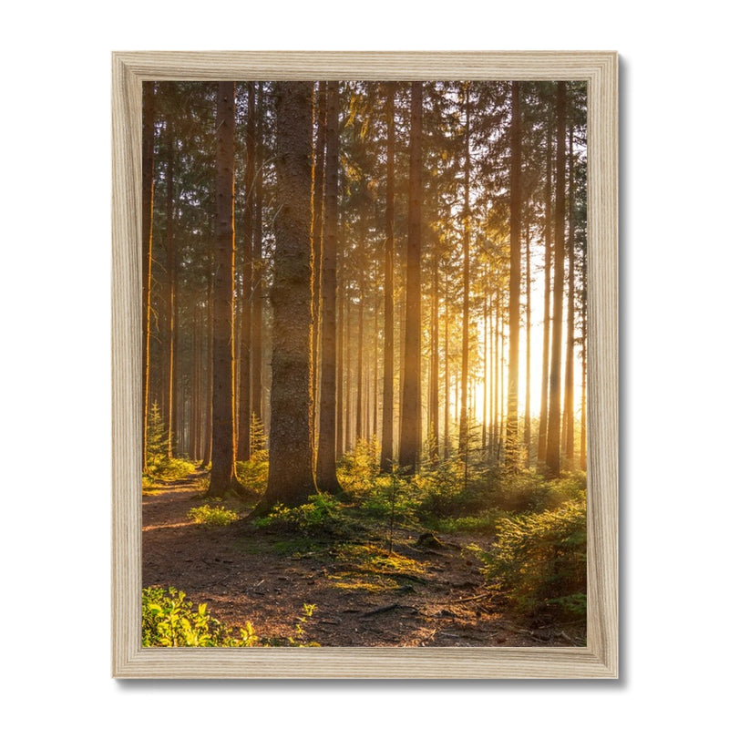 Ray Forest Framed Print