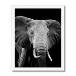 Stately Stare Framed Print