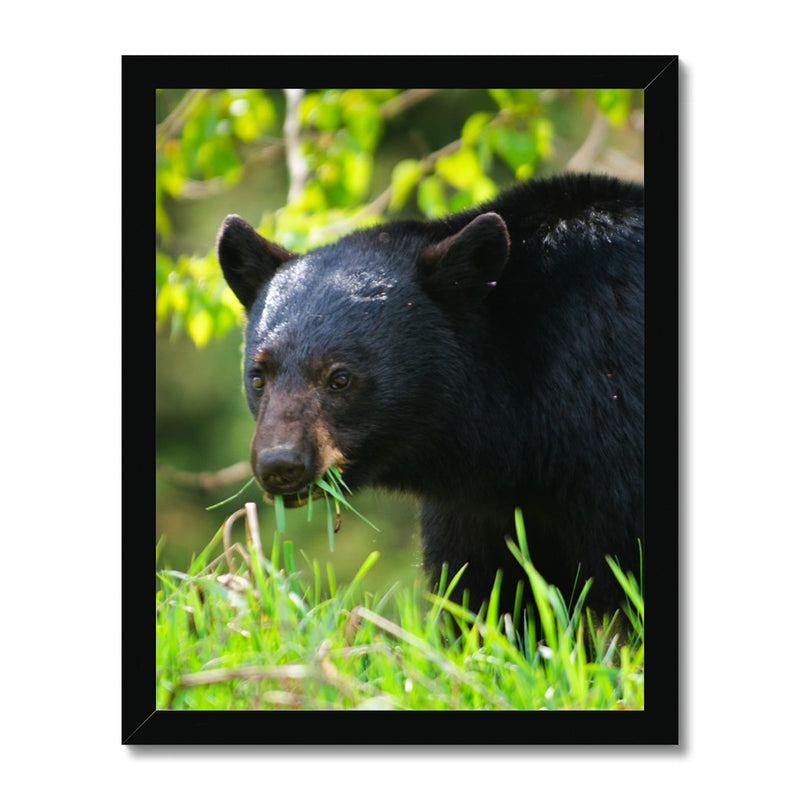 Spring Greens  Framed Print