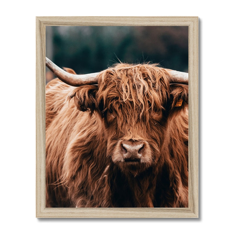 Highland Fur Framed Print