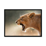 Lioness Framed Print