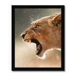 Lioness Framed Print