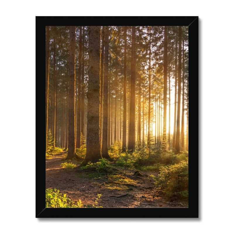 Ray Forest Framed Print