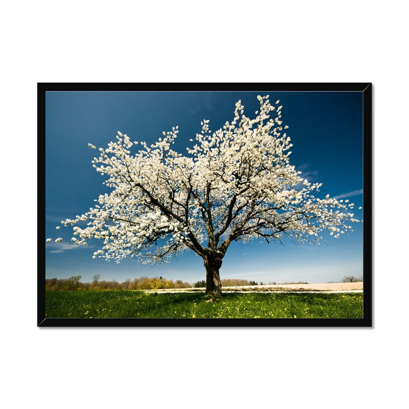 Lone Blossom Framed Print