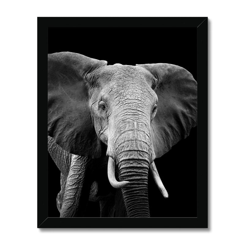 Stately Stare Framed Print