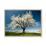 Lone Blossom Framed Print