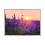 Serene Sun Framed Print