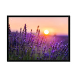 Serene Sun Framed Print