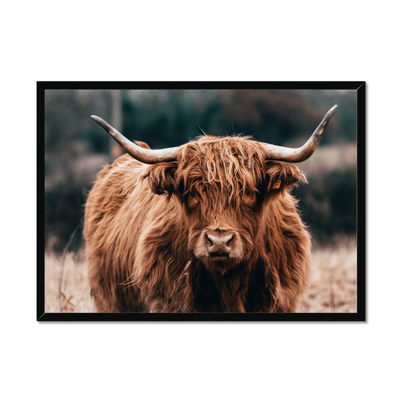 Highland Fur Framed Print