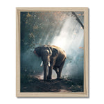 Sunlight Forest Framed Print