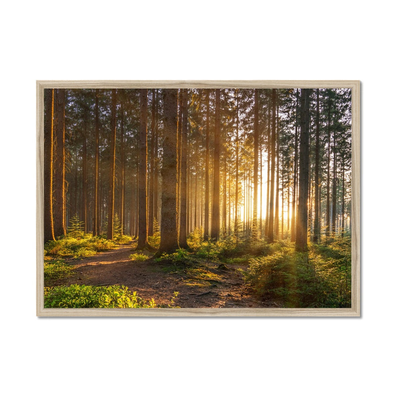 Ray Forest Framed Print