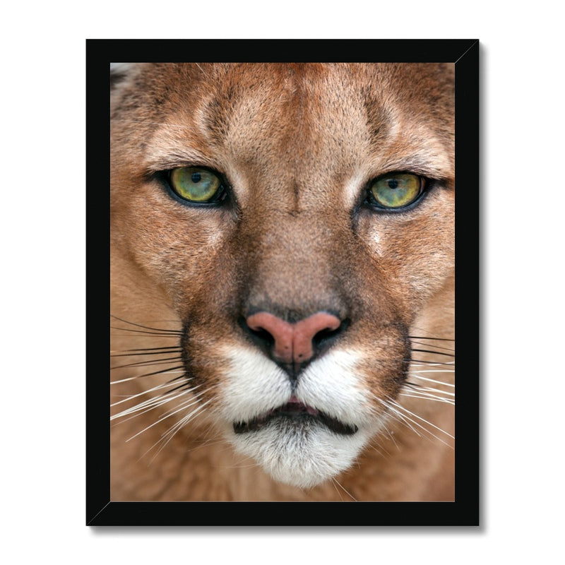 Piercing Catamount Framed Print