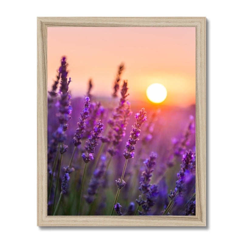 Serene Sun Framed Print