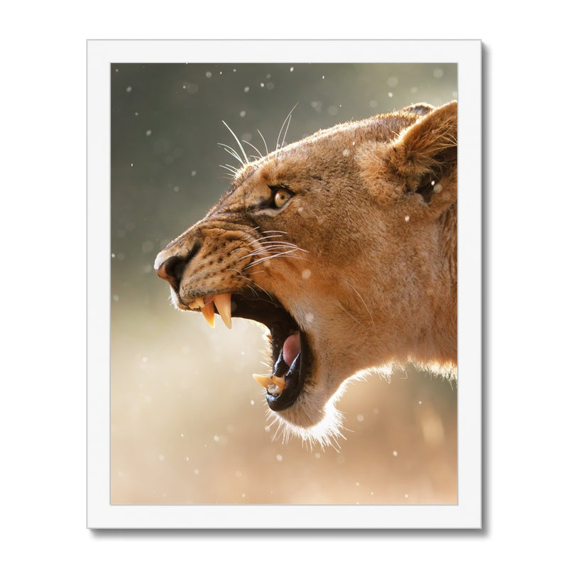 Lioness Framed Print