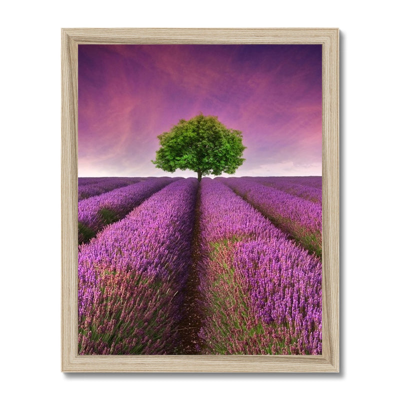 Lavender Dreams Framed Print