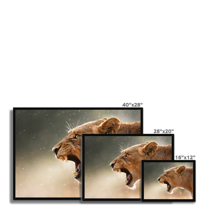 Lioness Framed Print