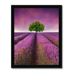 Lavender Dreams Framed Print