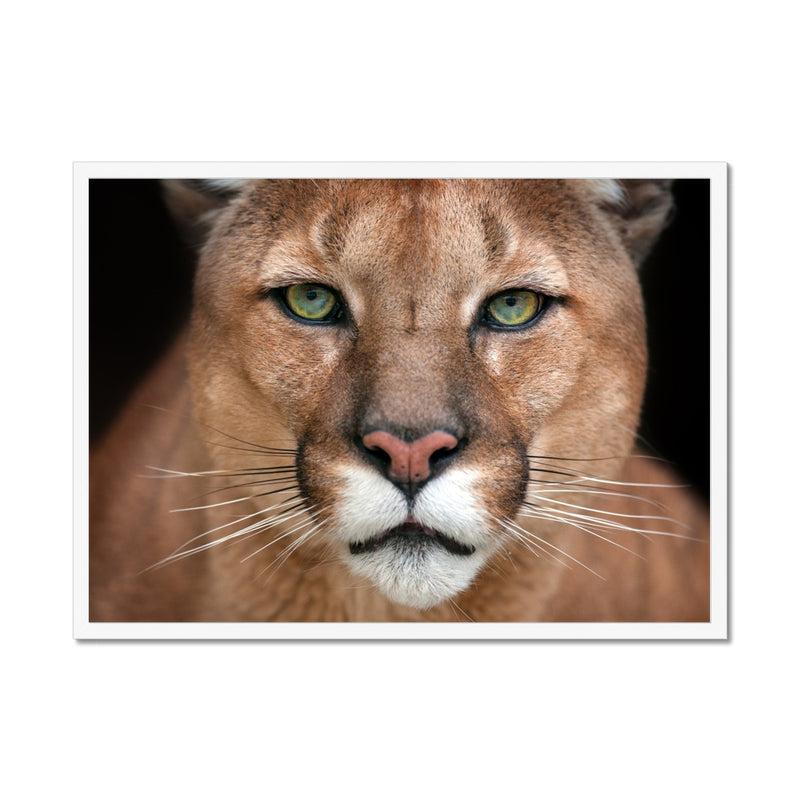 Piercing Catamount Framed Print