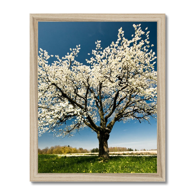 Lone Blossom Framed Print