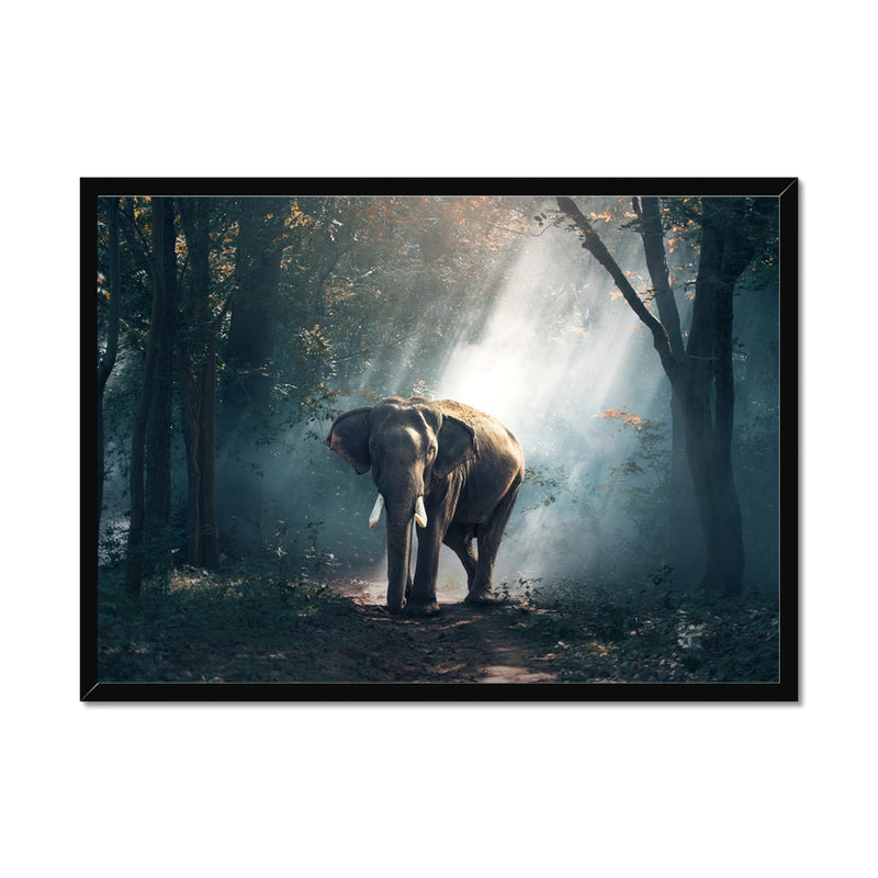 Sunlight Forest Framed Print