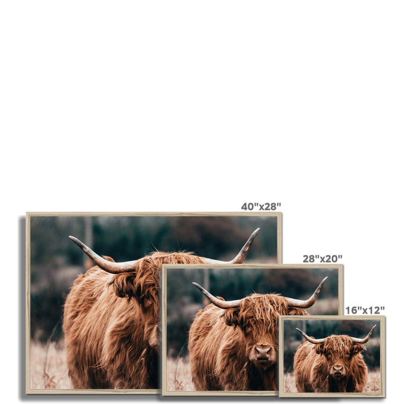 Highland Fur Framed Print