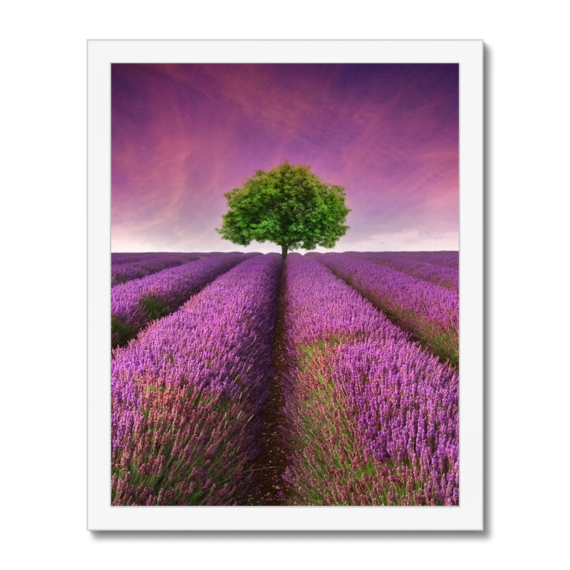 Lavender Dreams Framed Print