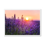 Serene Sun Framed Print