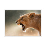 Lioness Framed Print