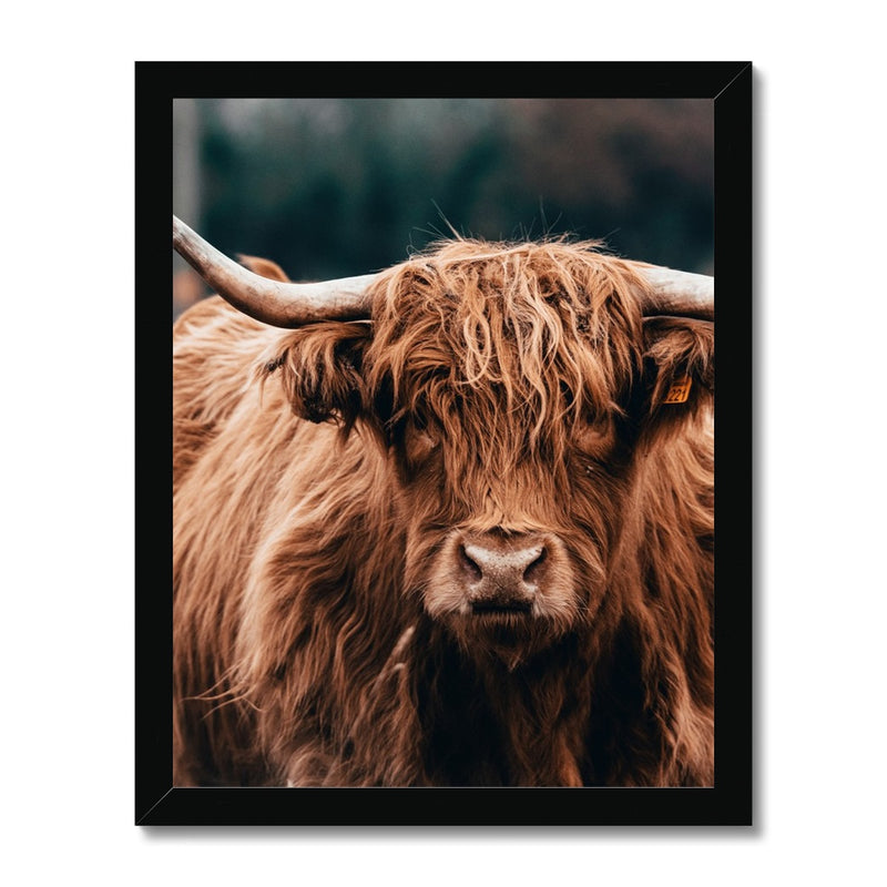 Highland Fur Framed Print