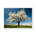 Lone Blossom Framed Print