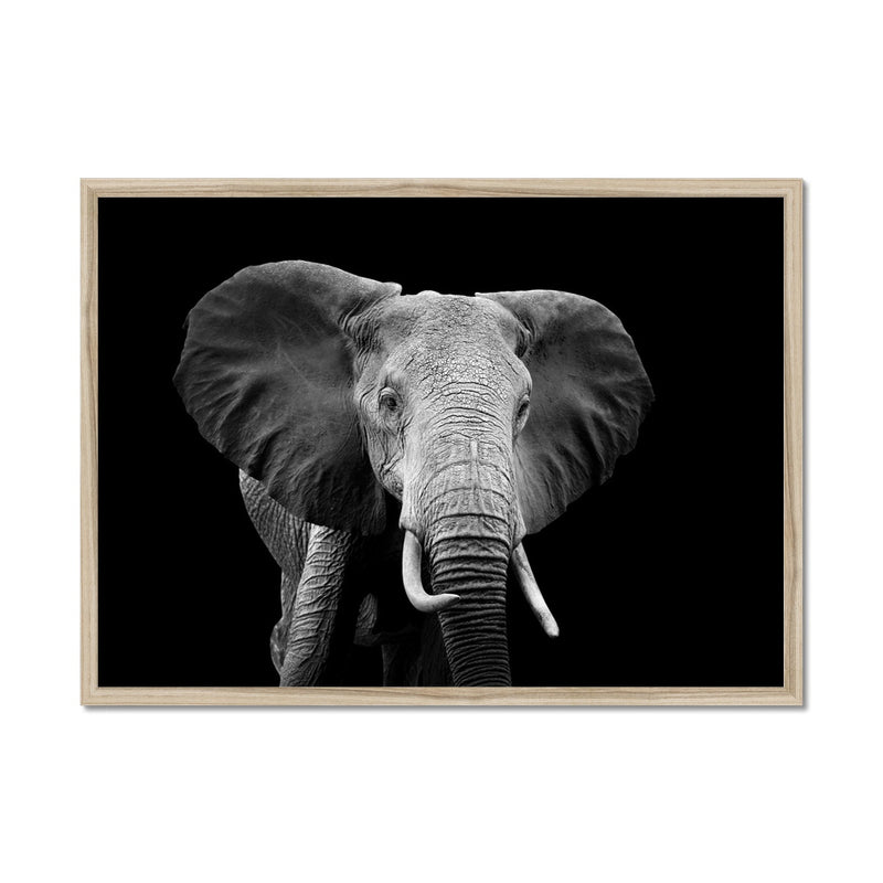 Stately Stare Framed Print