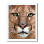 Piercing Catamount Framed Print