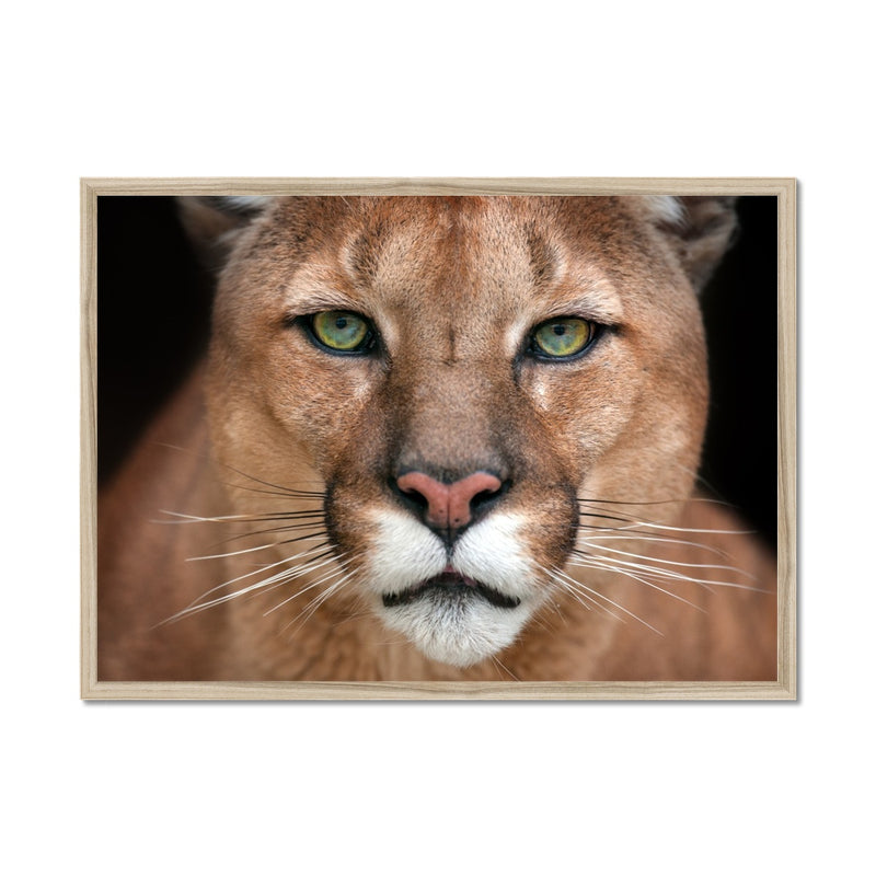 Piercing Catamount Framed Print