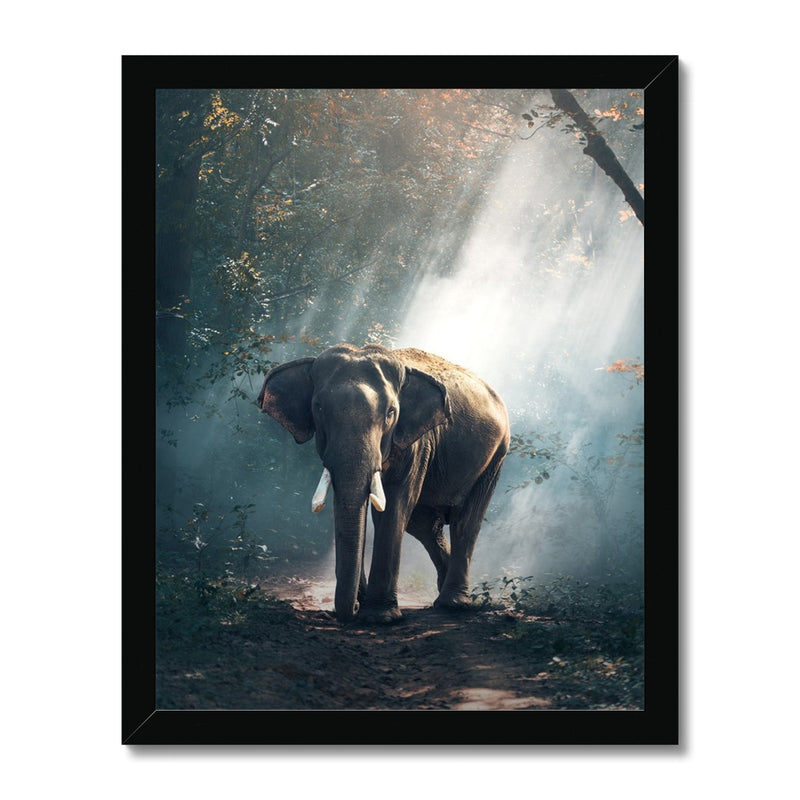 Sunlight Forest Framed Print