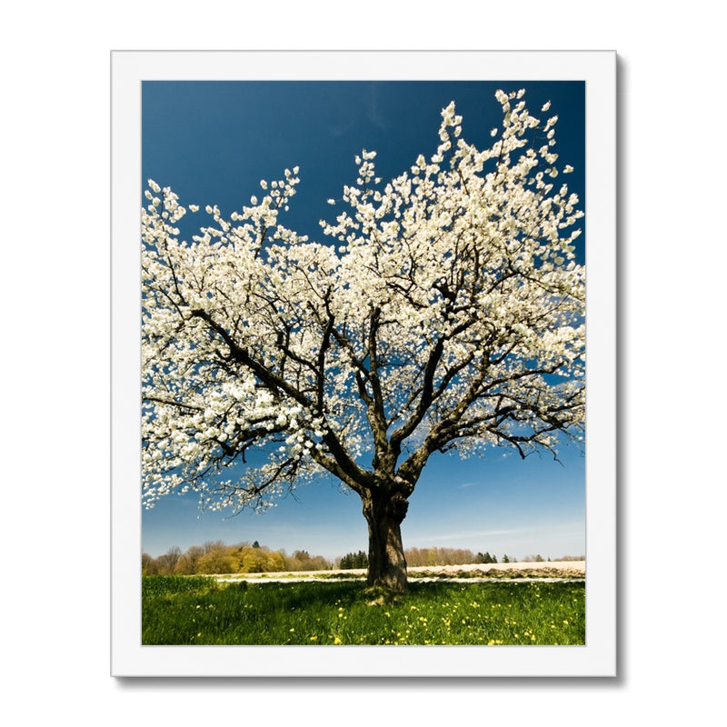 Lone Blossom Framed Print