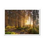 Ray Forest Framed Print