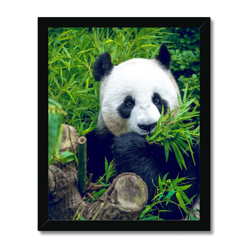 Hungry Giant  Framed Print