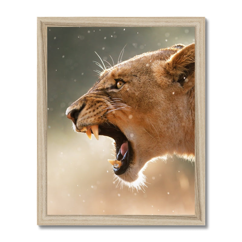 Lioness Framed Print