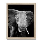 Stately Stare Framed Print