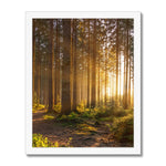 Ray Forest Framed Print