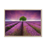 Lavender Dreams Framed Print