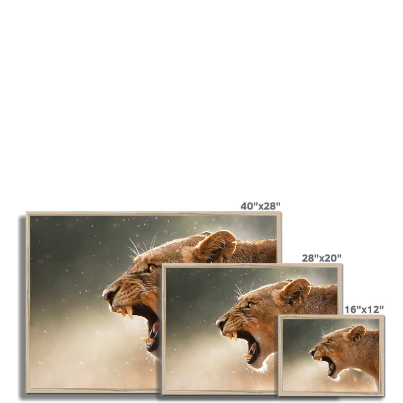 Lioness Framed Print