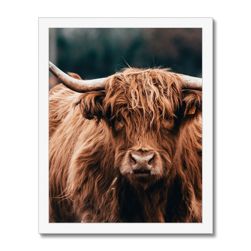 Highland Fur Framed Print