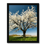 Lone Blossom Framed Print